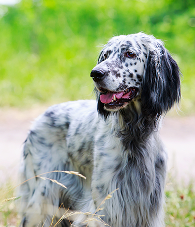 english-setter4.JPG