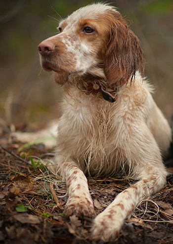 english-setter4.png