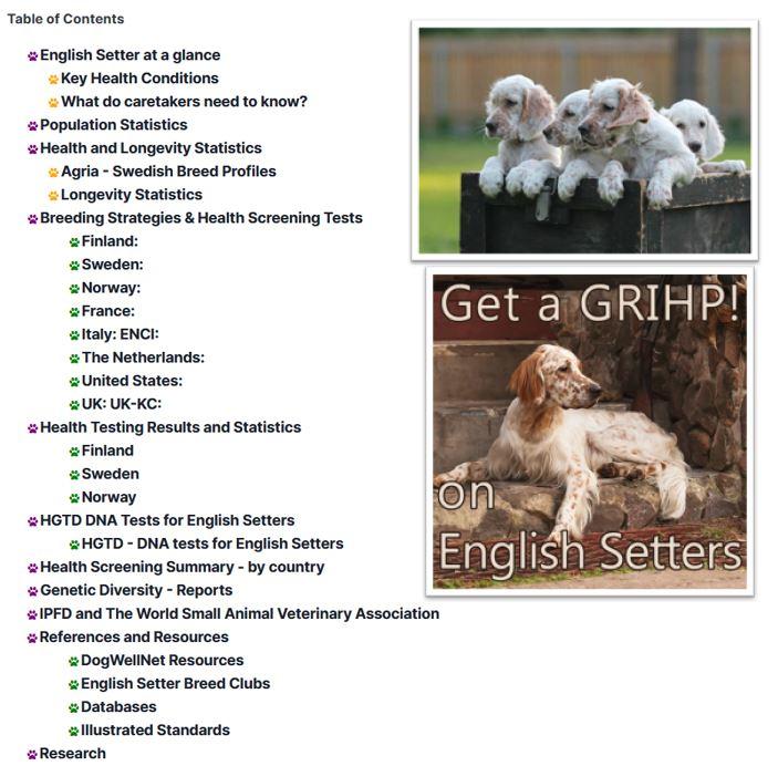 English sales setter pedigree