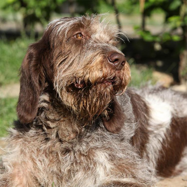 spinone-italiano.jpg