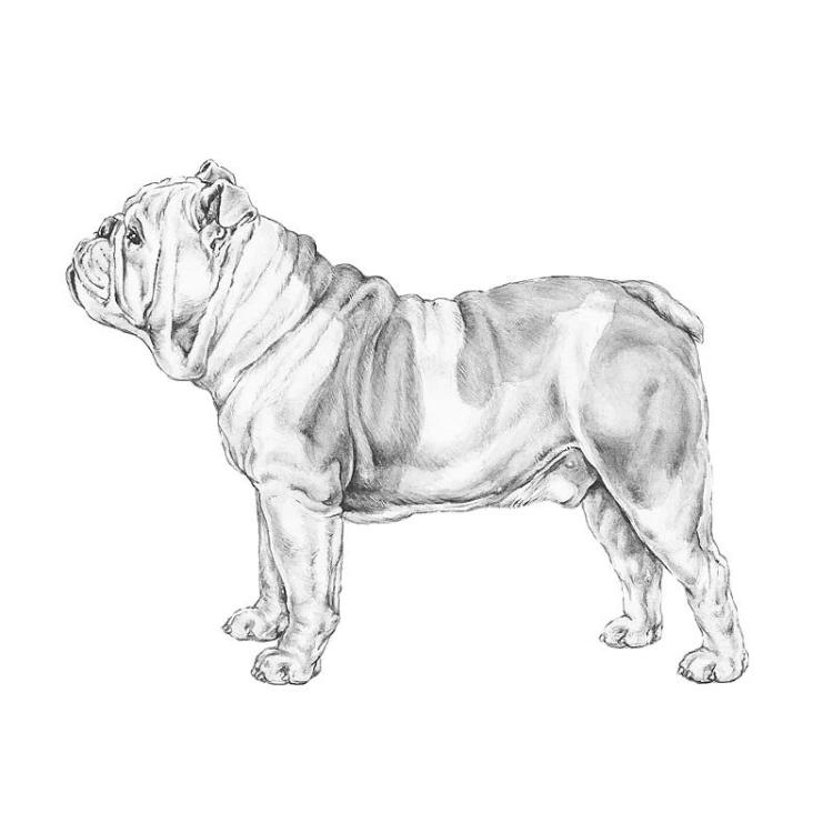 English Bulldog.jpg