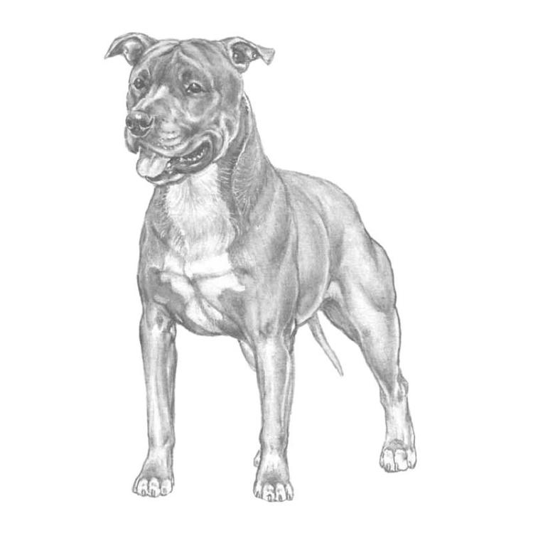 Amstaff drawing.jpg