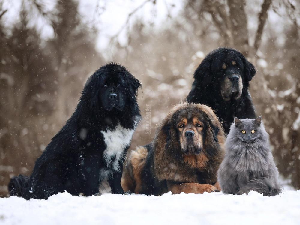 Tibetan Mastiff Sanna Sander.jpg