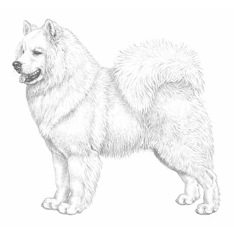 More information about "Samoyed"