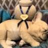 UnicornFrenchBulldogs